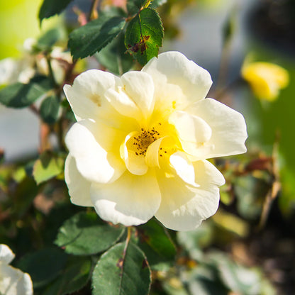 Popcorn Drift® Rose Bush