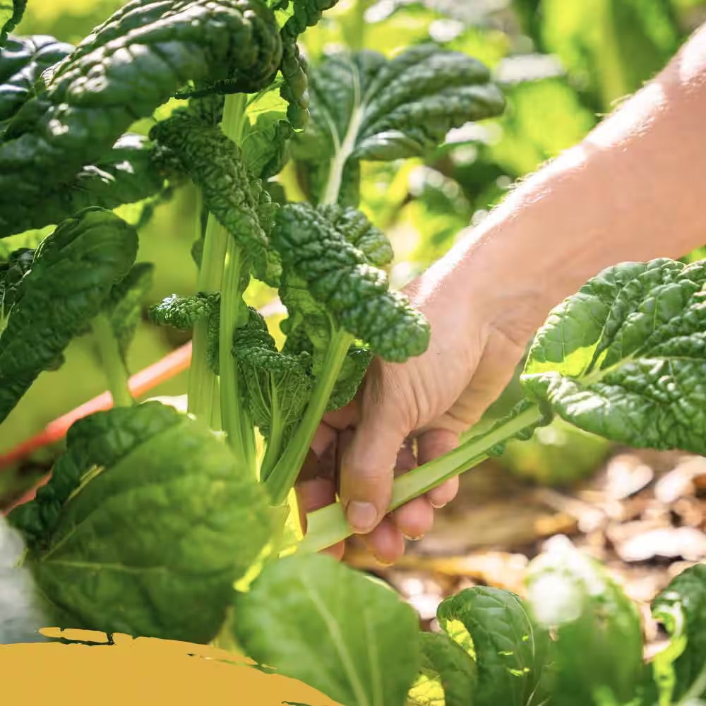 All Natural Garden Soil, Organic Soil for Flowers and Vegetables 2 Cf. Ft, OMRI Listed