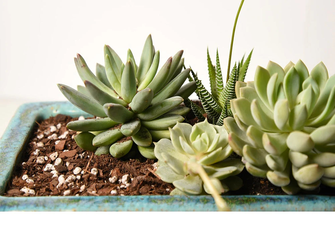 Succulent & Cactus Soil