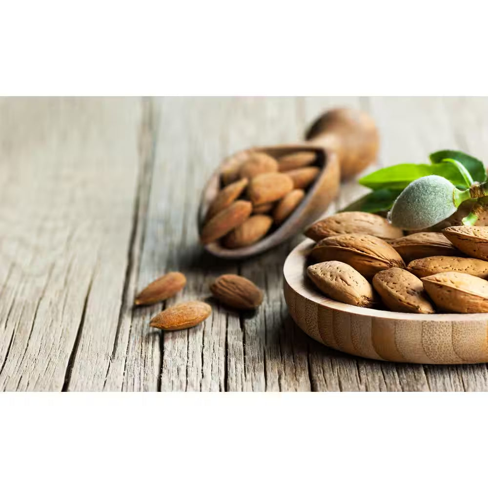 3 Ft. Texas Mission Almond Tree