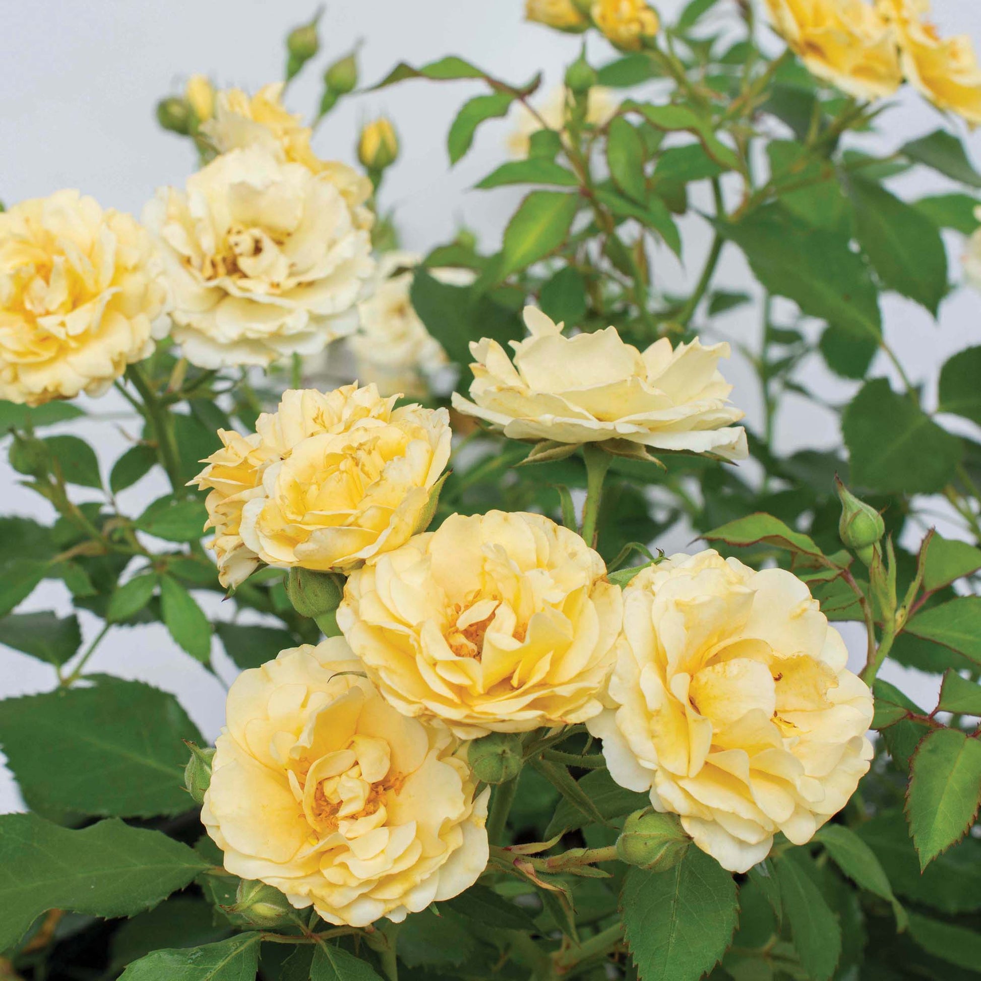 Buttercream Drift® Rose Bush