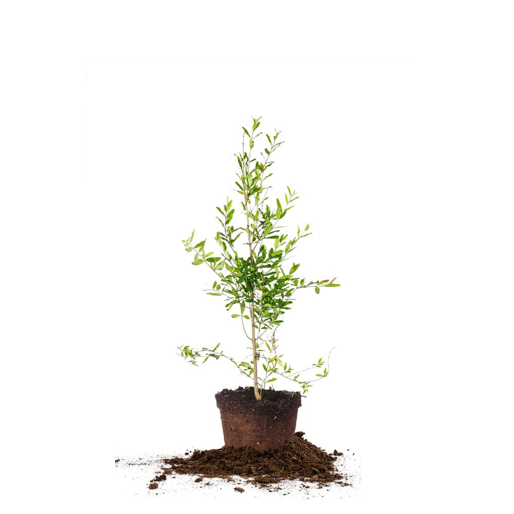 Wonderful Pomegranate Tree