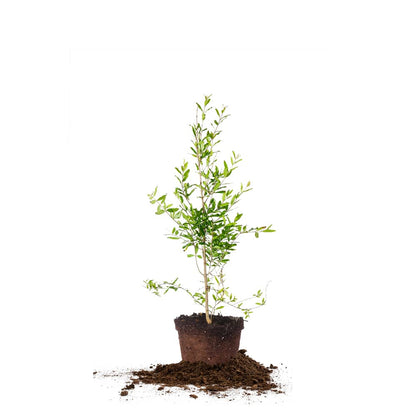 Wonderful Pomegranate Tree