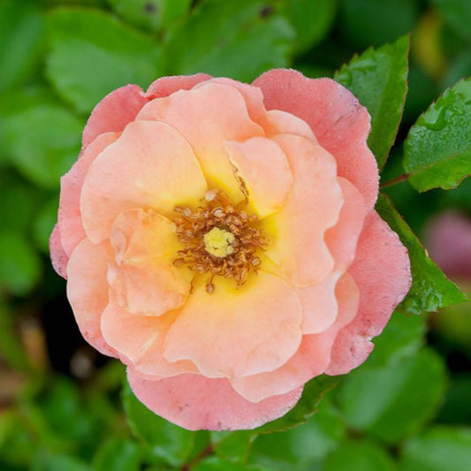 Peach Drift® Rose Tree