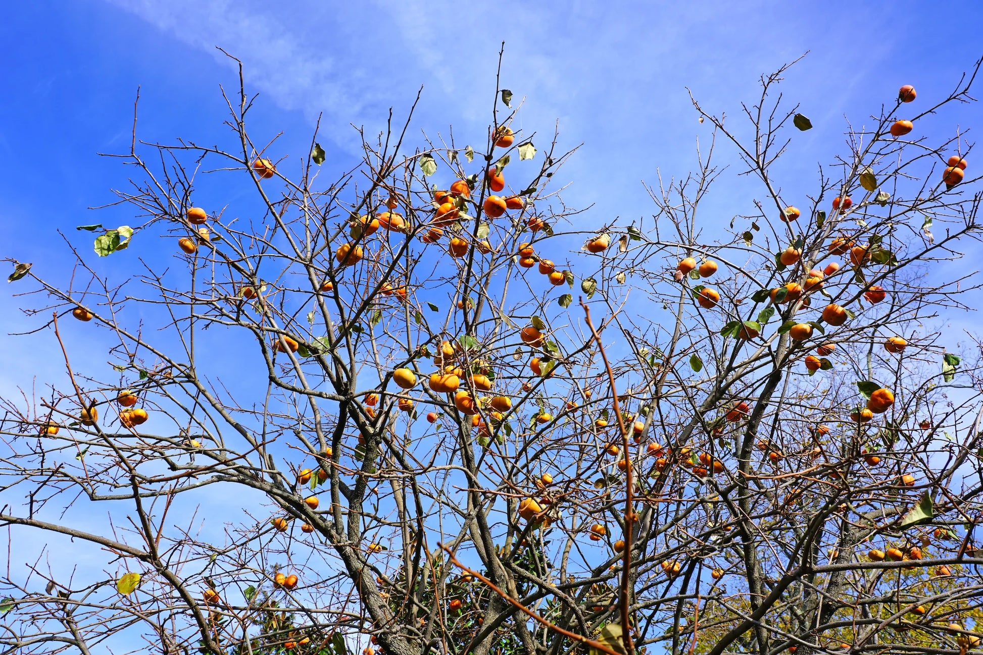Ichi Ki Kei Jiro Persimmon Tree