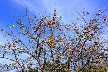 Ichi Ki Kei Jiro Persimmon Tree