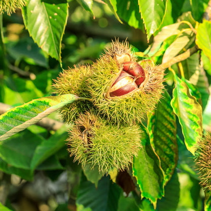 Hybrid American Chestnut Tree