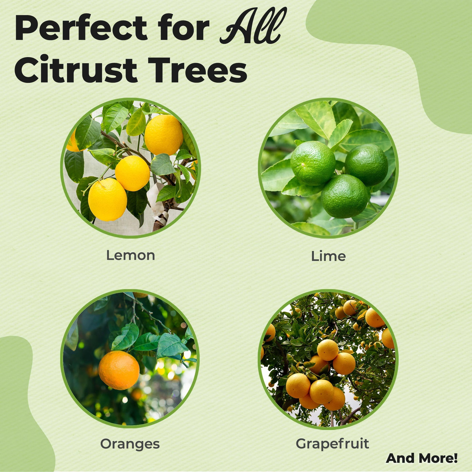 Citrus Potting Soil