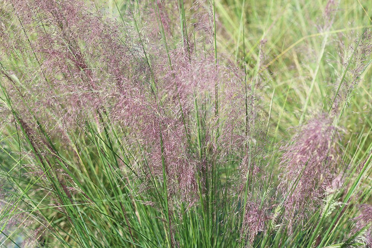 Dwarf Pink Muhly Grass Shrub