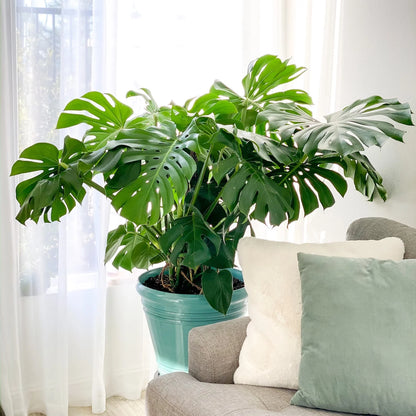 Monstera Deliciosa
