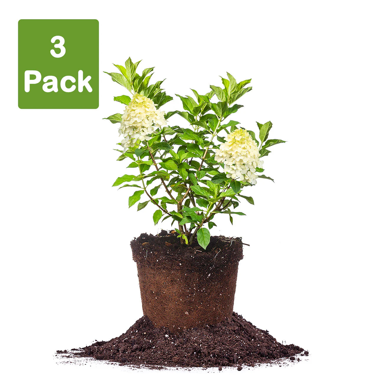 Limelight Hydrangea Bush