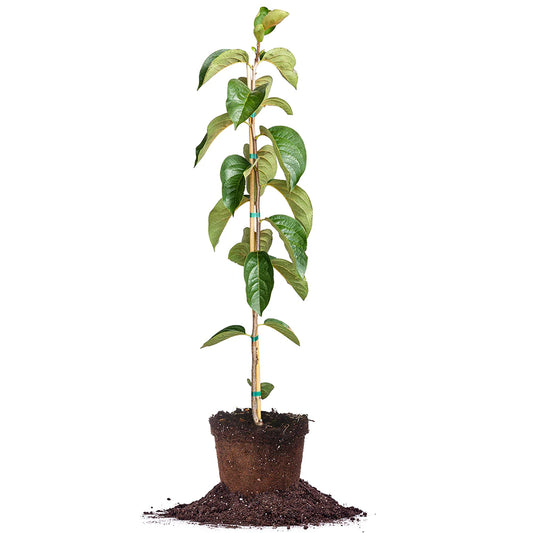 Hachiya Persimmon Tree