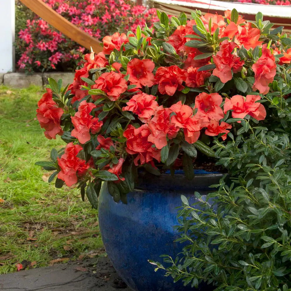 2 Gal. Autumn Embers Shrub with Semi Double Red-Orange Flowers