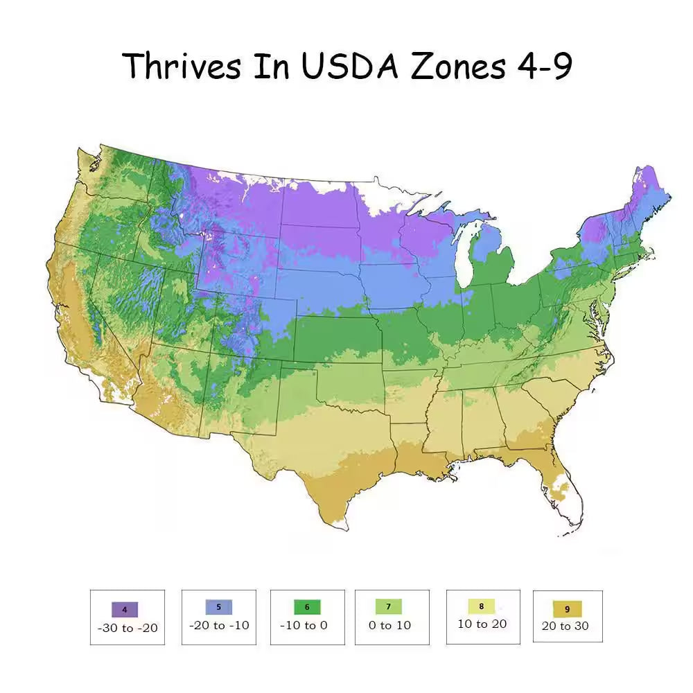 1 Gal. the Original Reblooming Hydrangea Flowering Shrub with Pink or Blue Flowers