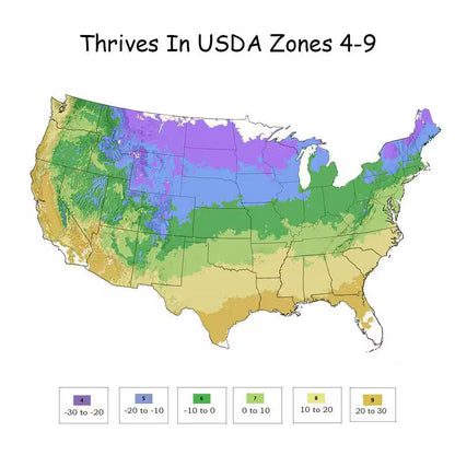 1 Gal. the Original Reblooming Hydrangea Flowering Shrub with Pink or Blue Flowers