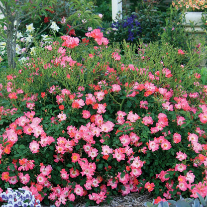 Pink Drift® Rose Bush
