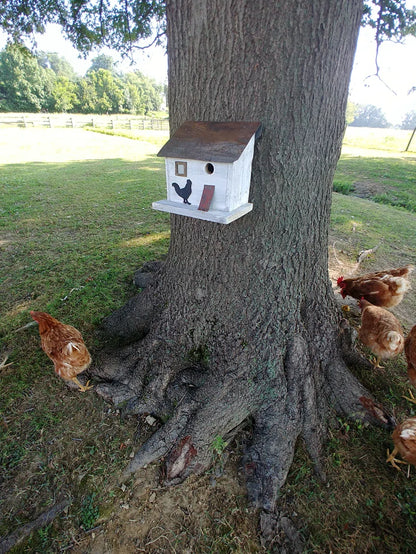 Bird in Hand Series Cumberland Chicken Coop 10 in X 10 in X 8 in Birdhouse