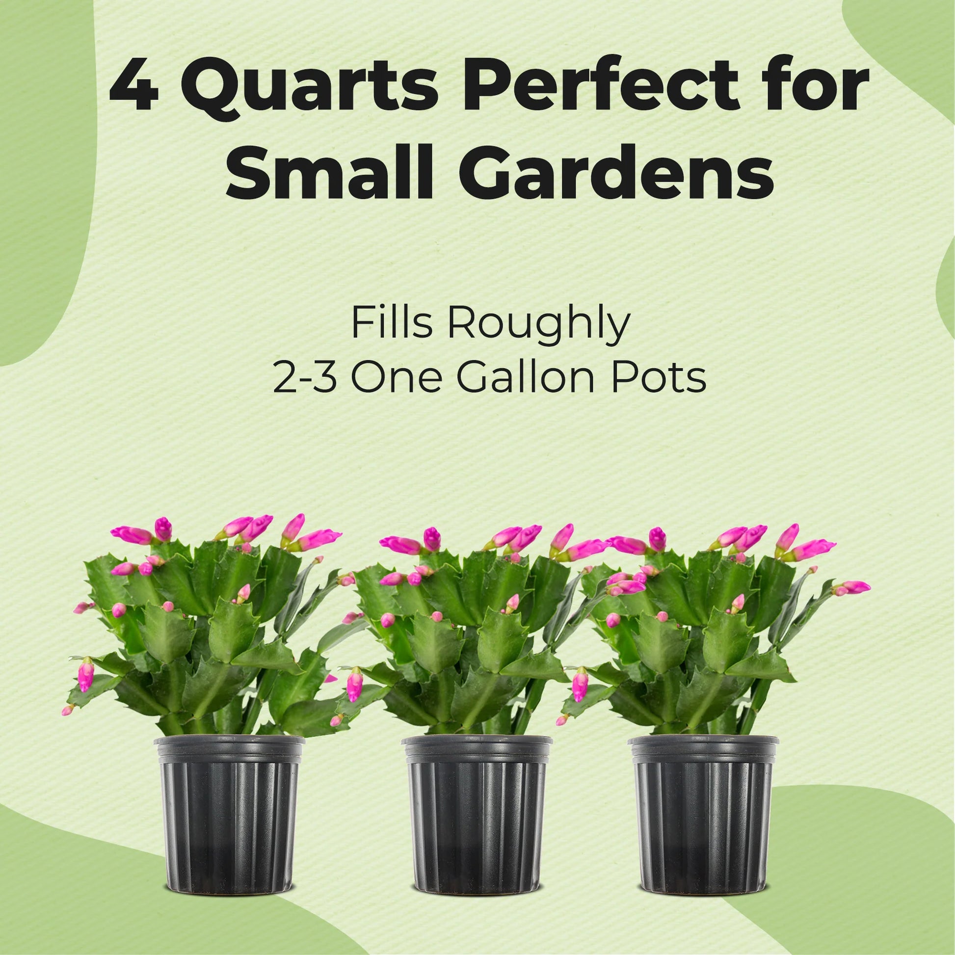 Christmas Cactus Potting Soil