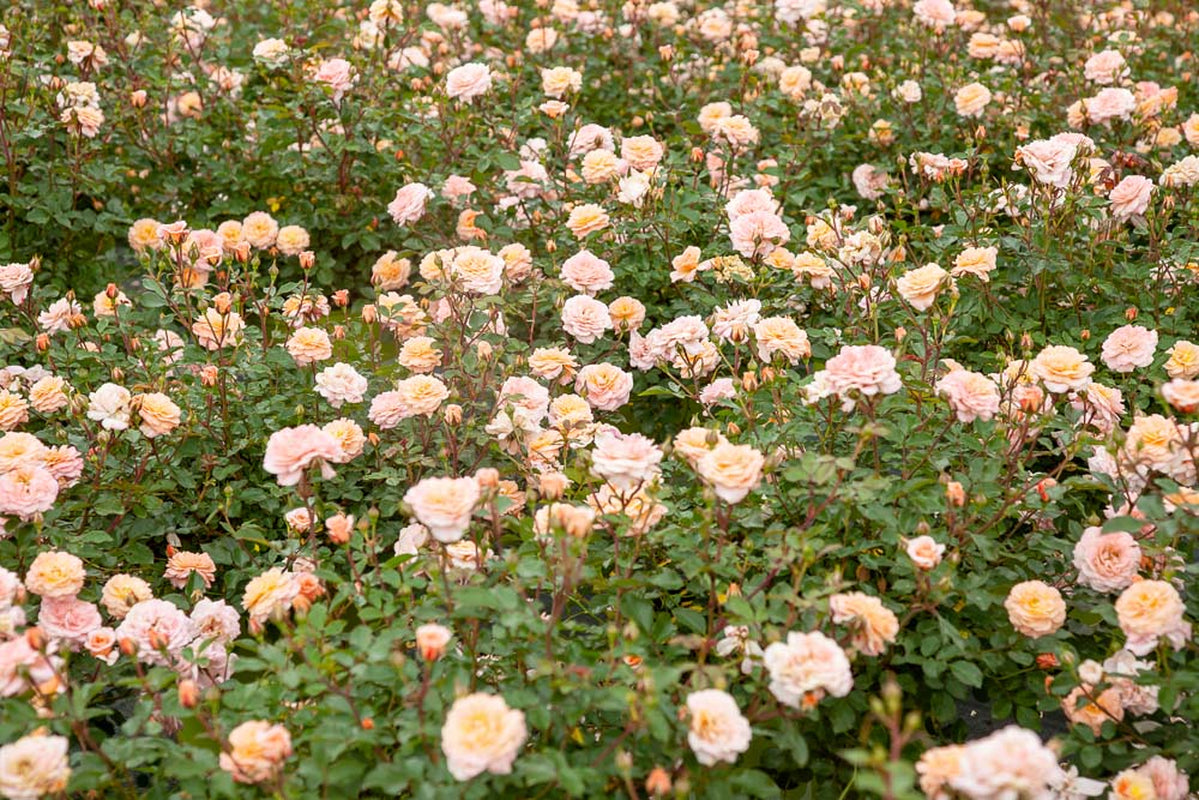 Apricot Drift® Rose Bush