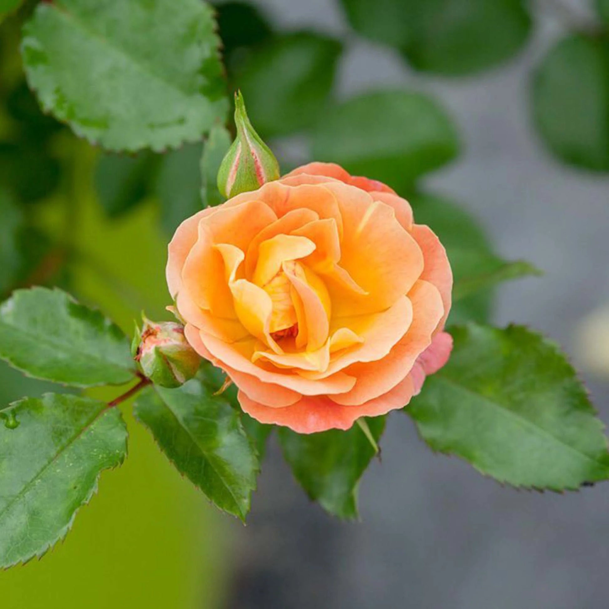 Peach Drift® Rose Bush