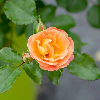 Peach Drift® Rose Bush