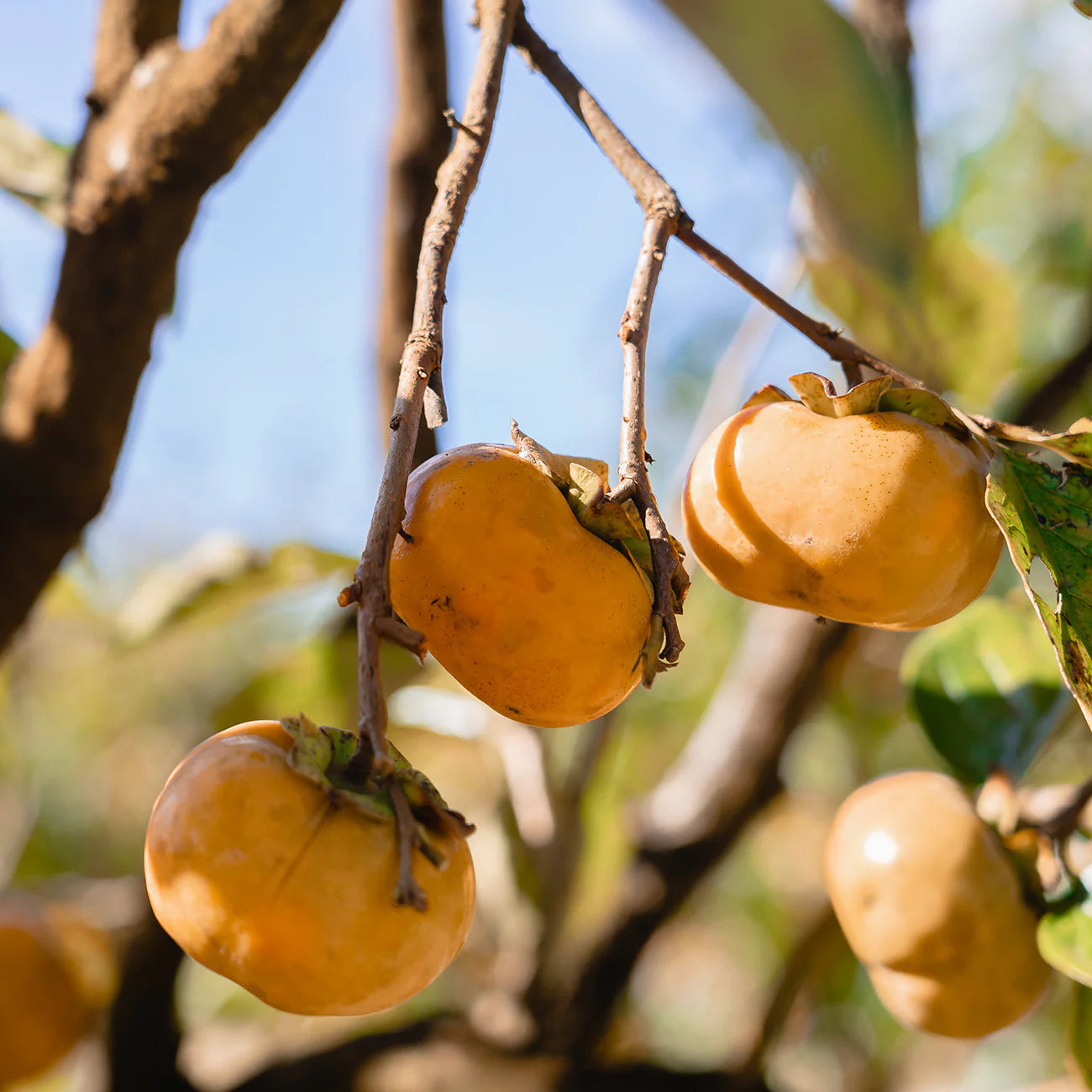 Hana Fuyu Persimmon Tree