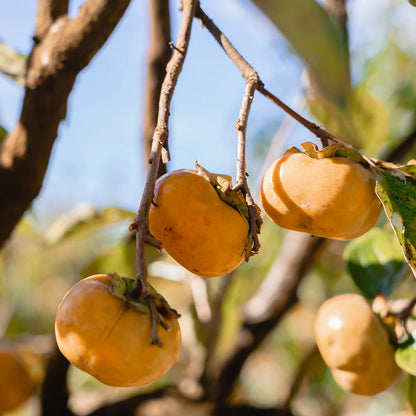 Hana Fuyu Persimmon Tree