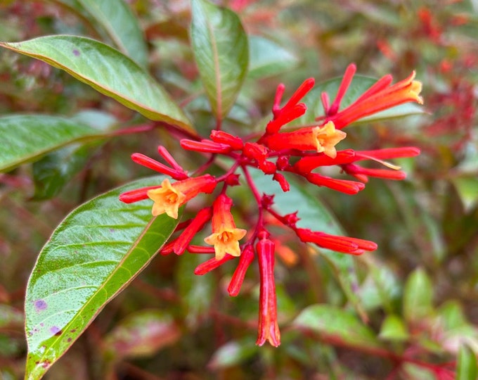 Firebush (Hamelia patens)