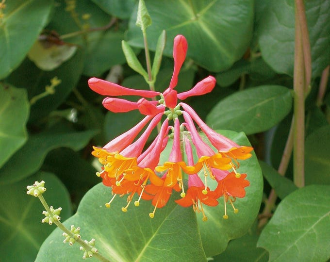 Firebush (Hamelia patens)