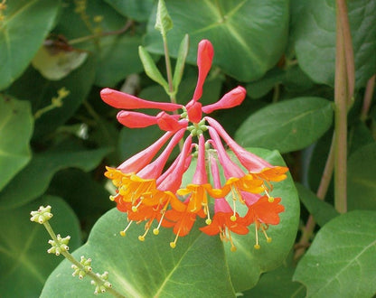 Firebush (Hamelia patens)