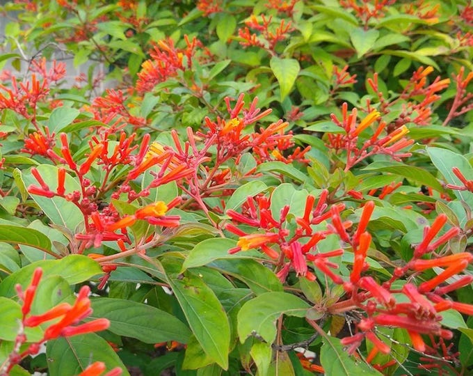 Firebush (Hamelia patens)