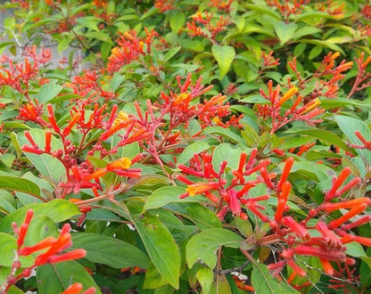 Firebush (Hamelia patens)