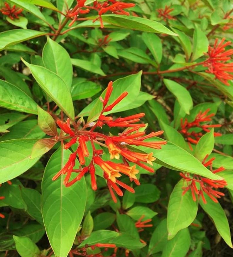 Firebush (Hamelia patens)