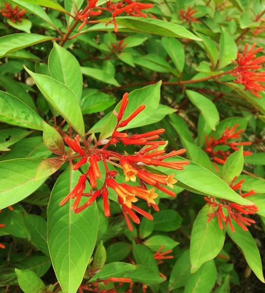 Firebush (Hamelia patens)
