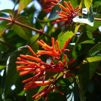 Firebush (Hamelia patens)