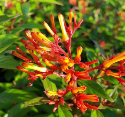 Firebush (Hamelia patens)