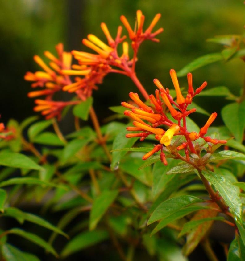 Firebush (Hamelia patens)