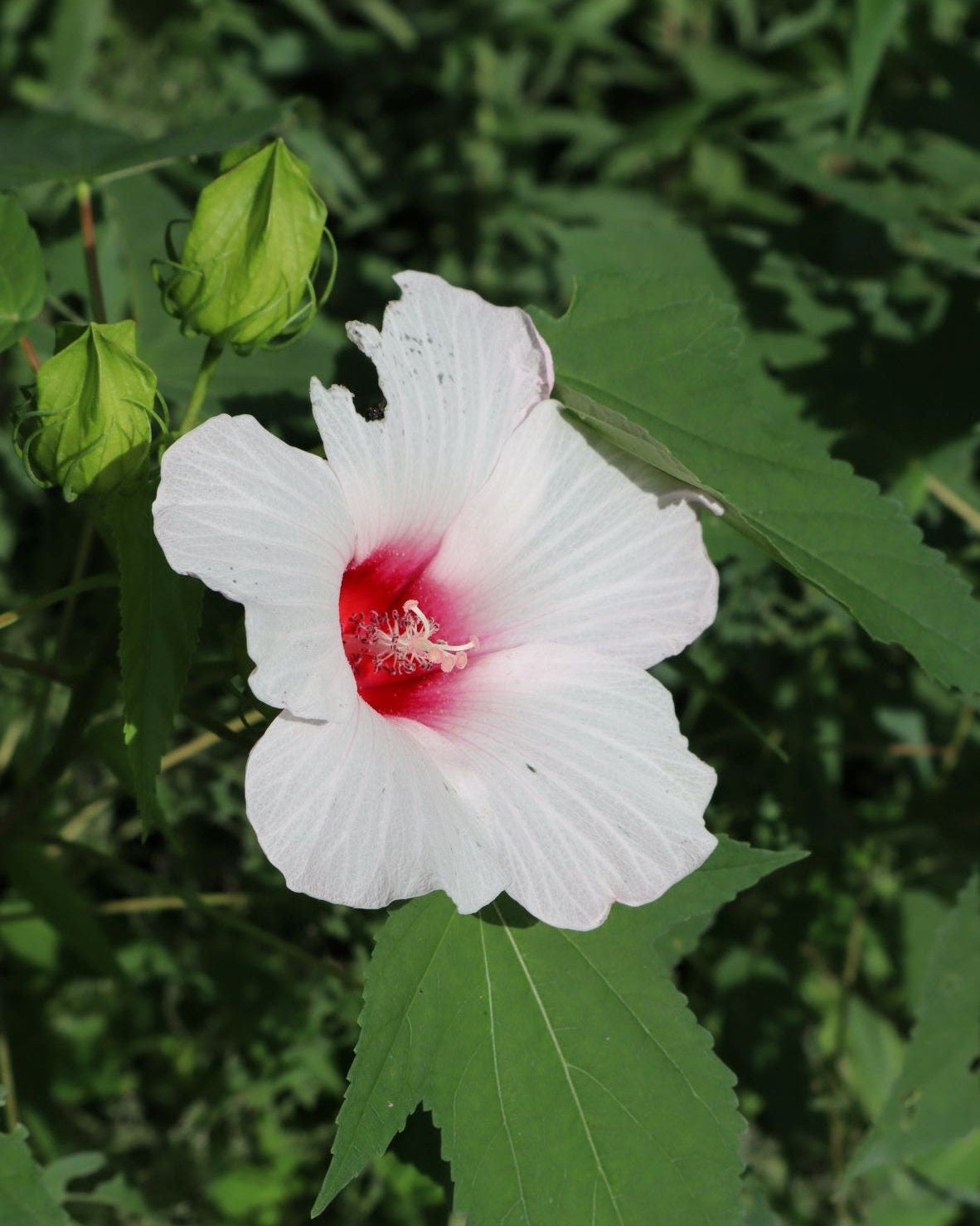Halberd-leaf rosemallow