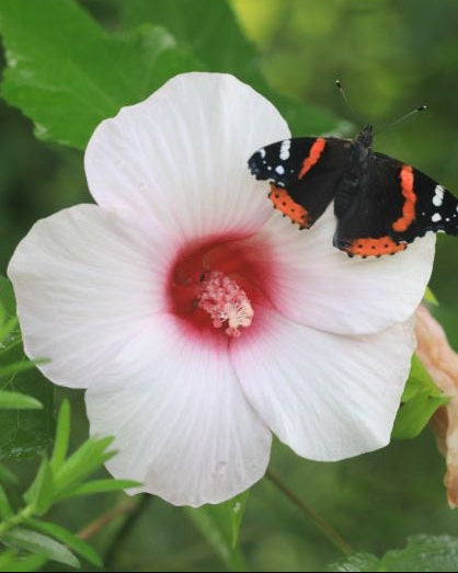 Halberd-leaf rosemallow