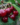 61306d7f6be6cbdedd7a91d4e58c3582.png